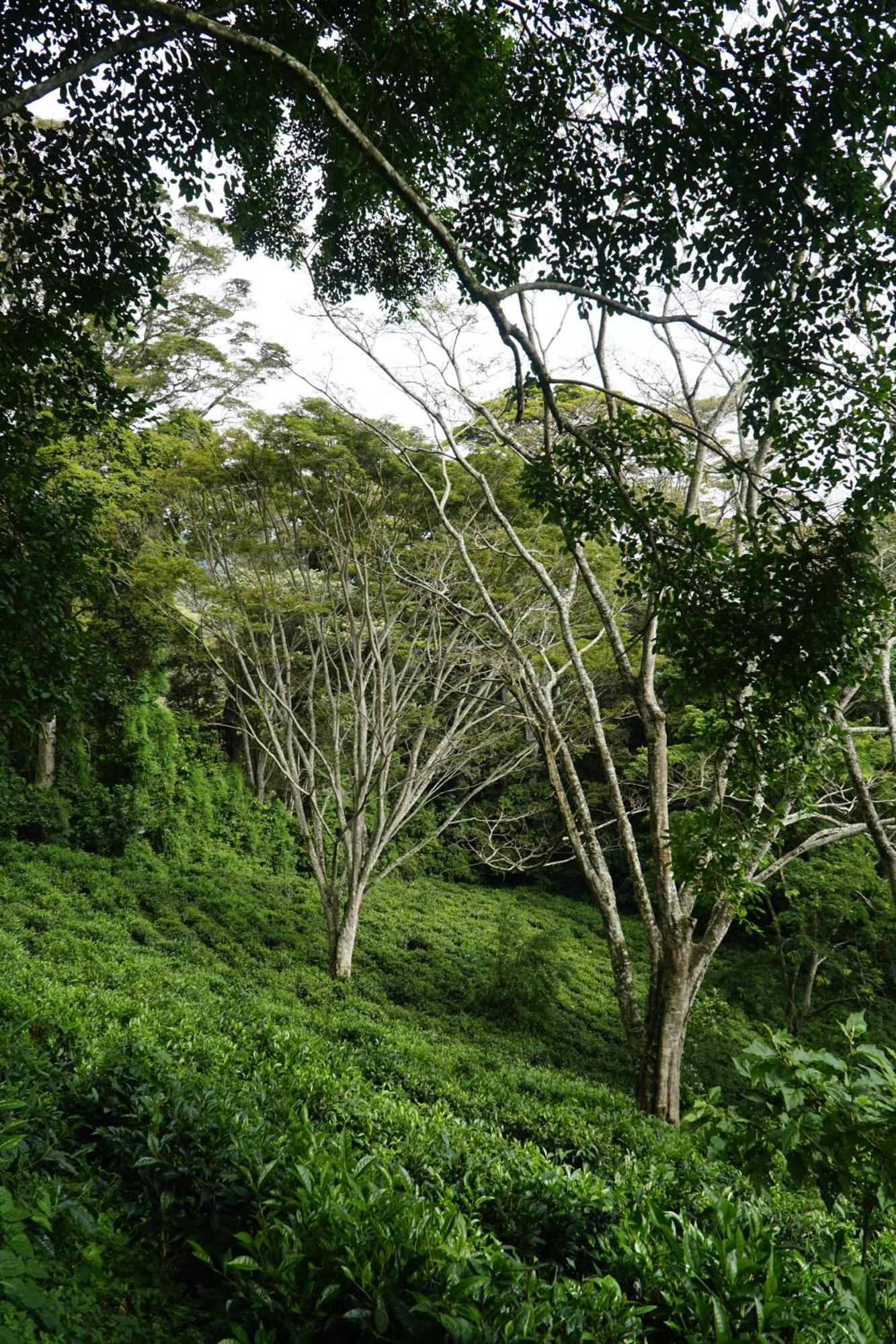 Themi Valley Eco And Cultural Tourism Homestay أروشا المظهر الخارجي الصورة